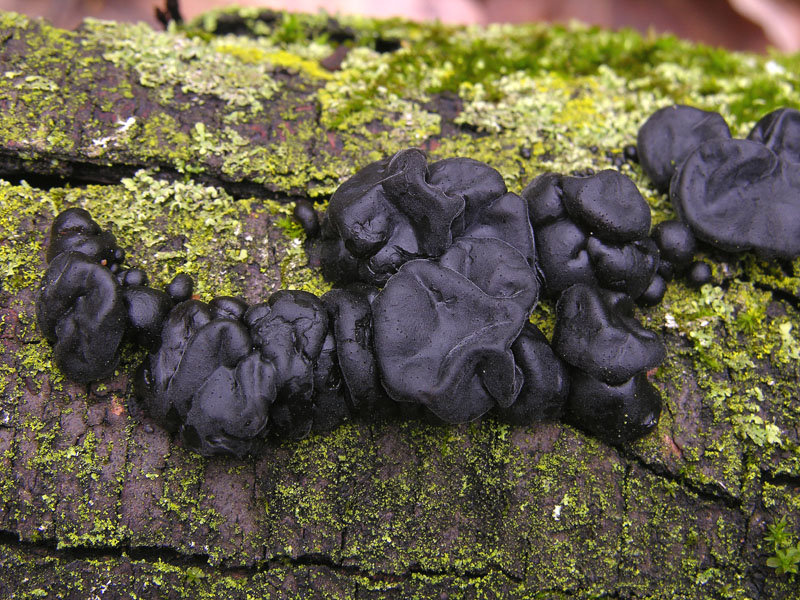 Durante la tregua.....